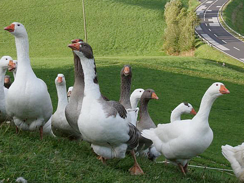 Gansl aus eigener Aufzucht